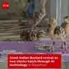 Article image for: Great Indian Bustard Population Rises With New Hatchlings