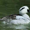 Smew