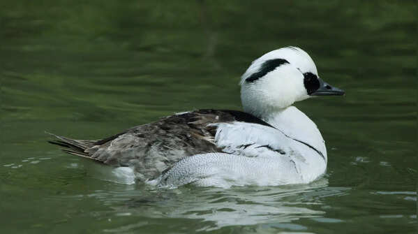 Smew