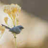 Bush Tit