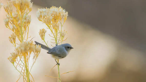Bush Tit