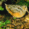 Woodcock