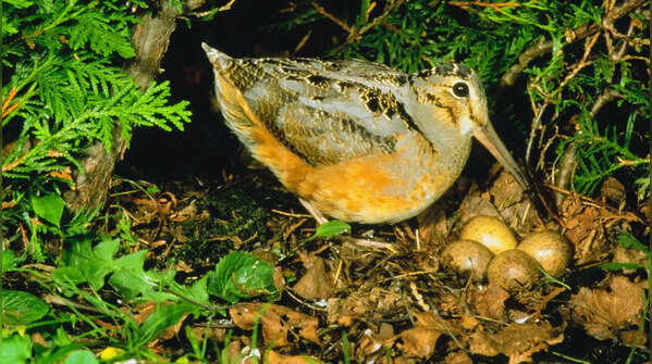 Woodcock
