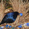 Satin Bowerbird