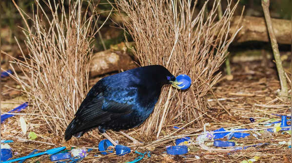 Satin Bowerbird