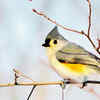 Tufted Titmouse