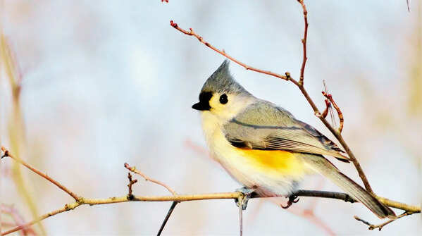 Tufted Titmouse