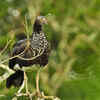 Horned Screamer