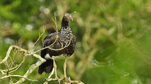 Horned Screamer