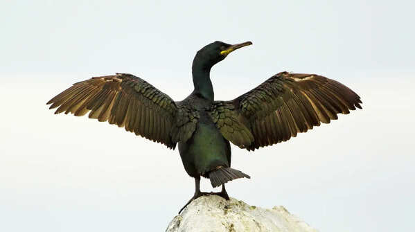 Shag