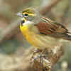 Dickcissel