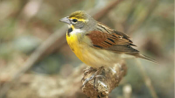 Dickcissel