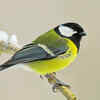 Article image for: Great Tit