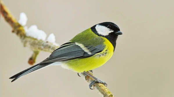 Great Tit