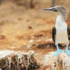 Blue-footed Booby
