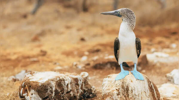 Blue-footed Booby