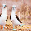 Article image for: 10 birds with hilariously perverted names and where travellers can find them