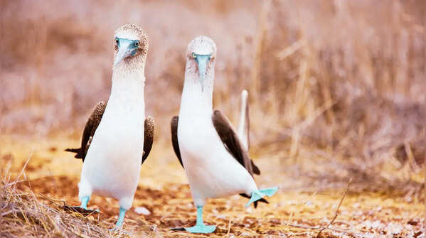 10 birds with hilariously perverted names and where travellers can find them