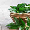 Curry leaves