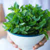 Mint leaves