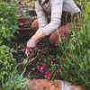 Mistakes and failures in gardening happen often