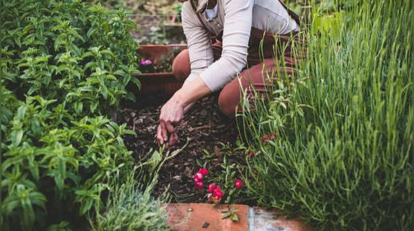Mistakes and failures in gardening happen often