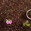 Article image for: What <i class="tbold">garden</i>ing teaches you about patience, seasons, and slowing down