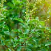 Tulsi – the religious plant common in Indian homes