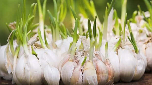 Garlic – the kitchen plant with a distinctive smell