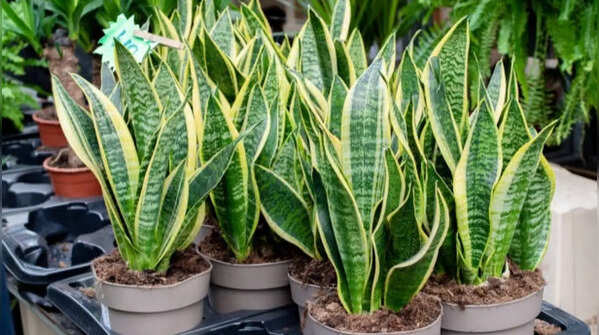 Snake plant – the plant with a sharp leaf texture
