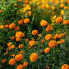 Article image for: Marigold – the fragrant <i class="tbold">flowers</i> popular among Indians