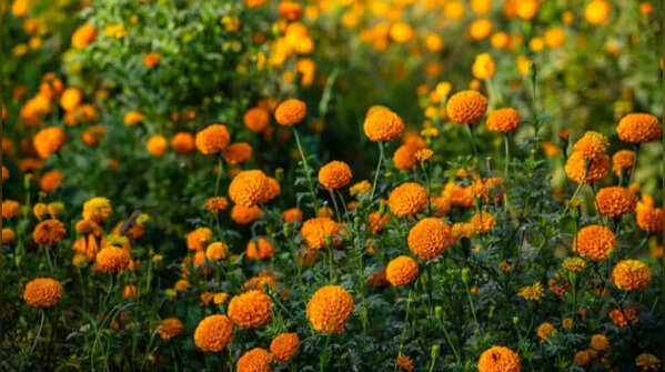 Marigold – the fragrant flowers popular among Indians