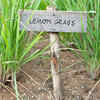 Lemongrass – the plant with a strong fragrance preferred by many homeowners