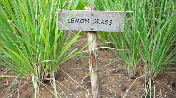 Lemongrass – the plant with a strong fragrance preferred by many homeowners