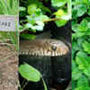 Article image for: From lemongrass to tulsi: 7 plants that may help keep snakes away