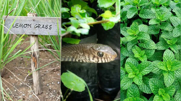 From lemongrass to tulsi: 7 plants that may help keep snakes away