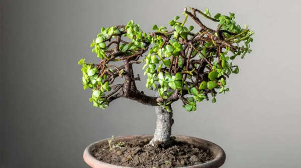 Using larger containers is not always good for the plants