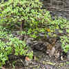 Pests and fungal diseases should be taken seriously