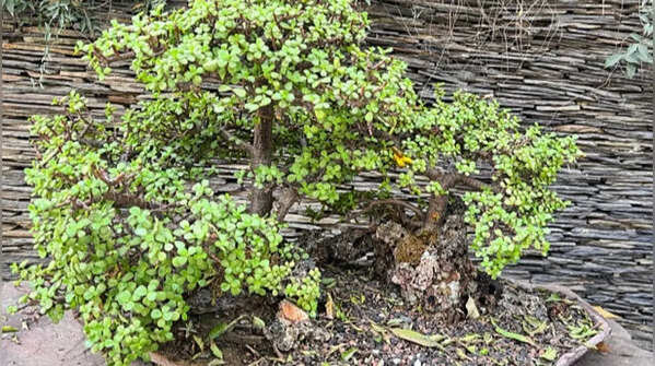 Pests and fungal diseases should be taken seriously