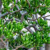 Abrupt weather changes may affect plants negatively