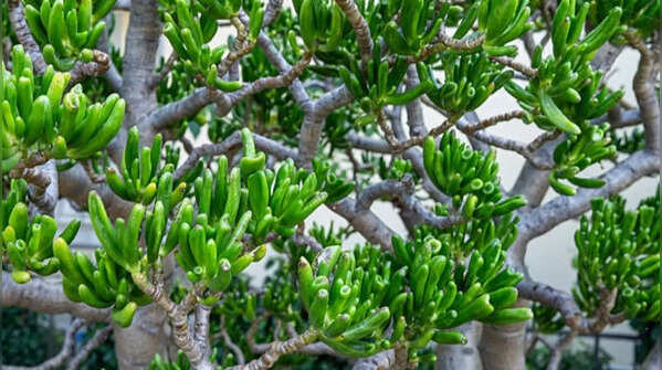 Abrupt weather changes may affect plants negatively