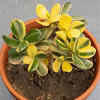 A bad drainage system may harm roots very fast