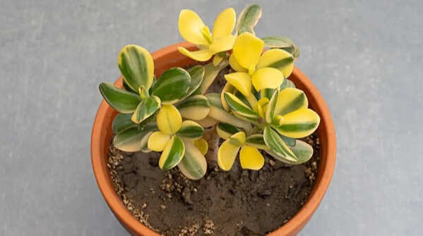 A bad drainage system may harm roots very fast