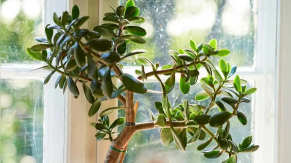 Lack of sunlight leads to the slow destruction of the plant