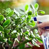 Jade Plant – Overwatering is one of the main reasons