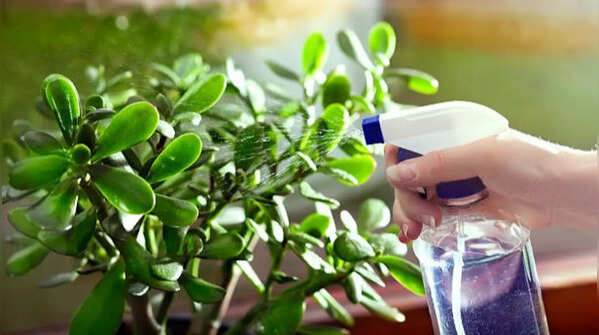 Jade Plant – Overwatering is one of the main reasons