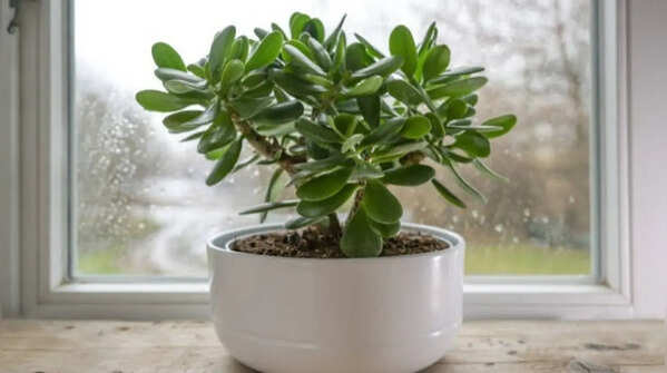 Why your jade plant keeps dying
