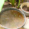 Article image for: Standing <i class="tbold">water</i> in trays becomes a breeding place for mosquitoes