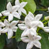 Article image for: <i class="tbold">jasmin</i>e – fragrant plants may attract insects
