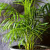 Areca palm – dense foliage may trap moisture and insects